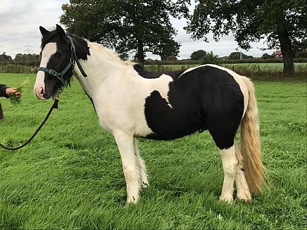 Shropshire Horse | 9696 - SONNY